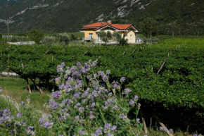 Appartamenti Al Vigneto